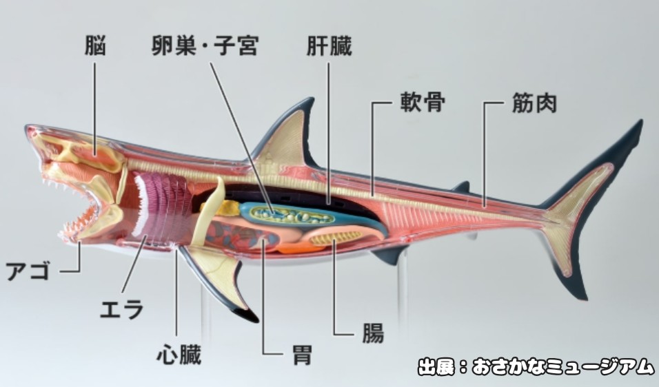 サメのカラダのつくり